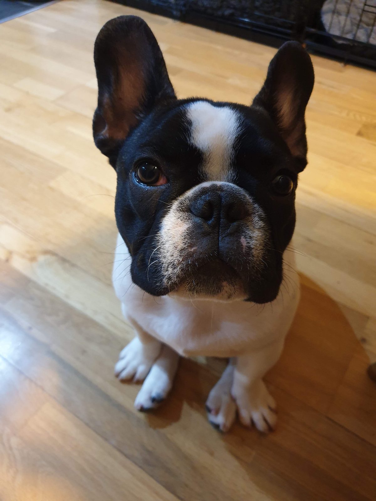 Hands gently cleaning a French Bulldog&rsquo;s face wrinkles with a wipe