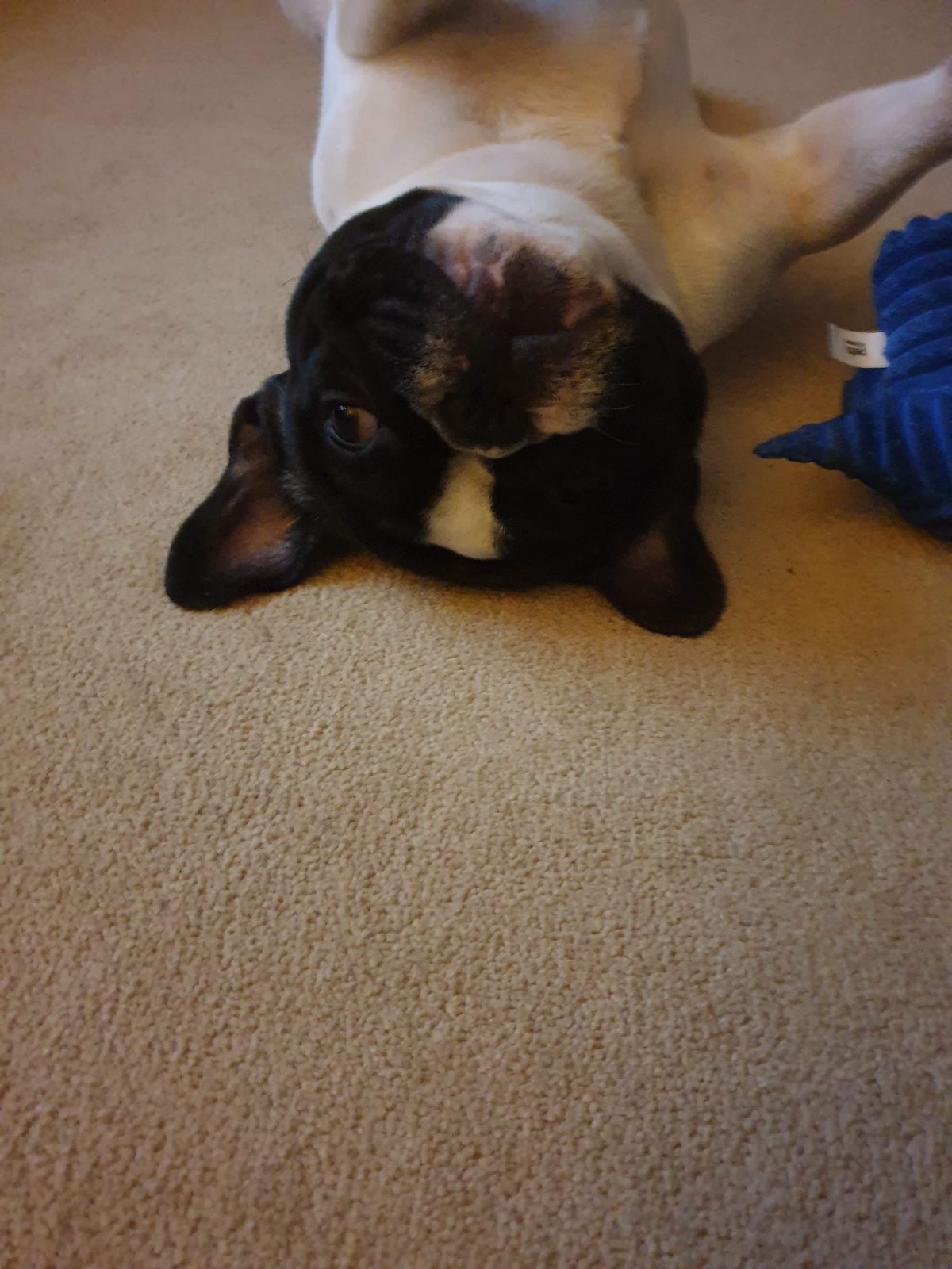 French Bulldog being dried with a towel after water time
