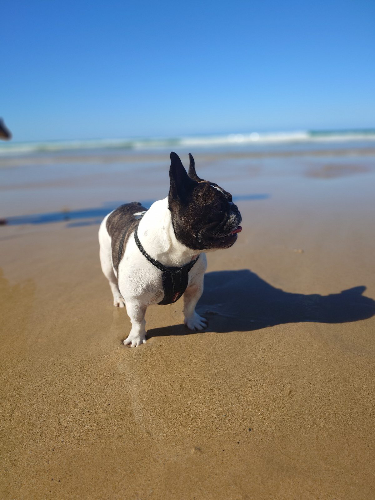 French Bulldog wearing a life jacket looking skeptical