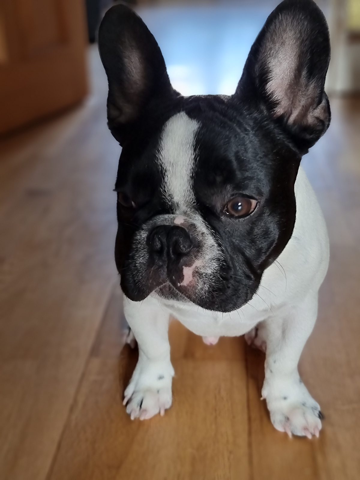 French Bulldog looking content after grooming session