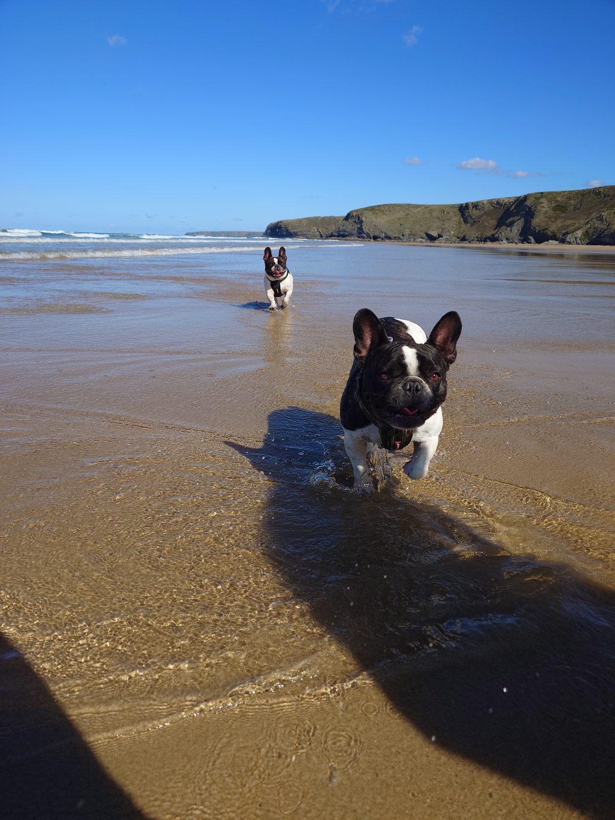 French Bulldog enjoying a Cornwall beach walk