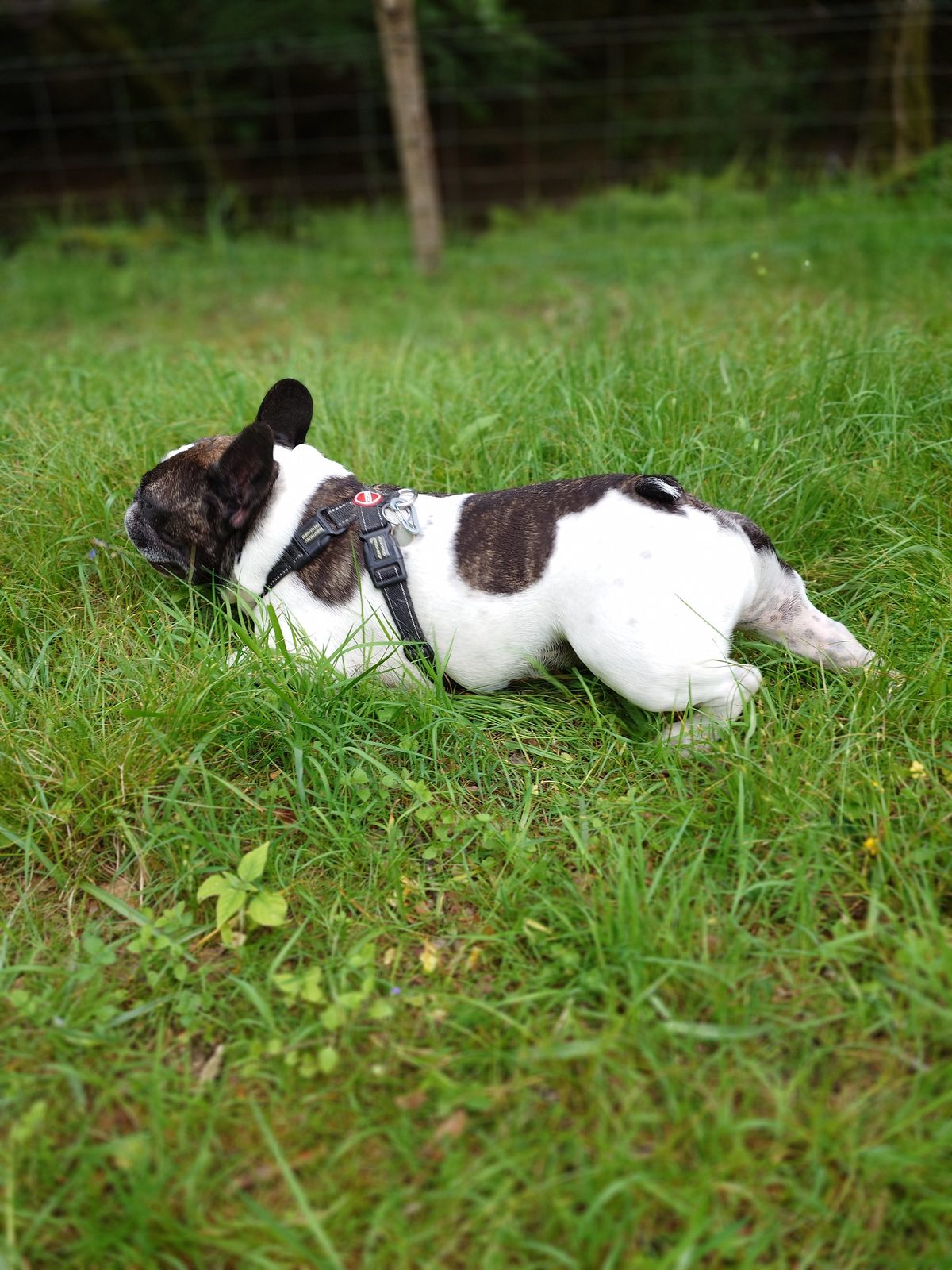 French Bulldog carefully stepping into a paddling pool