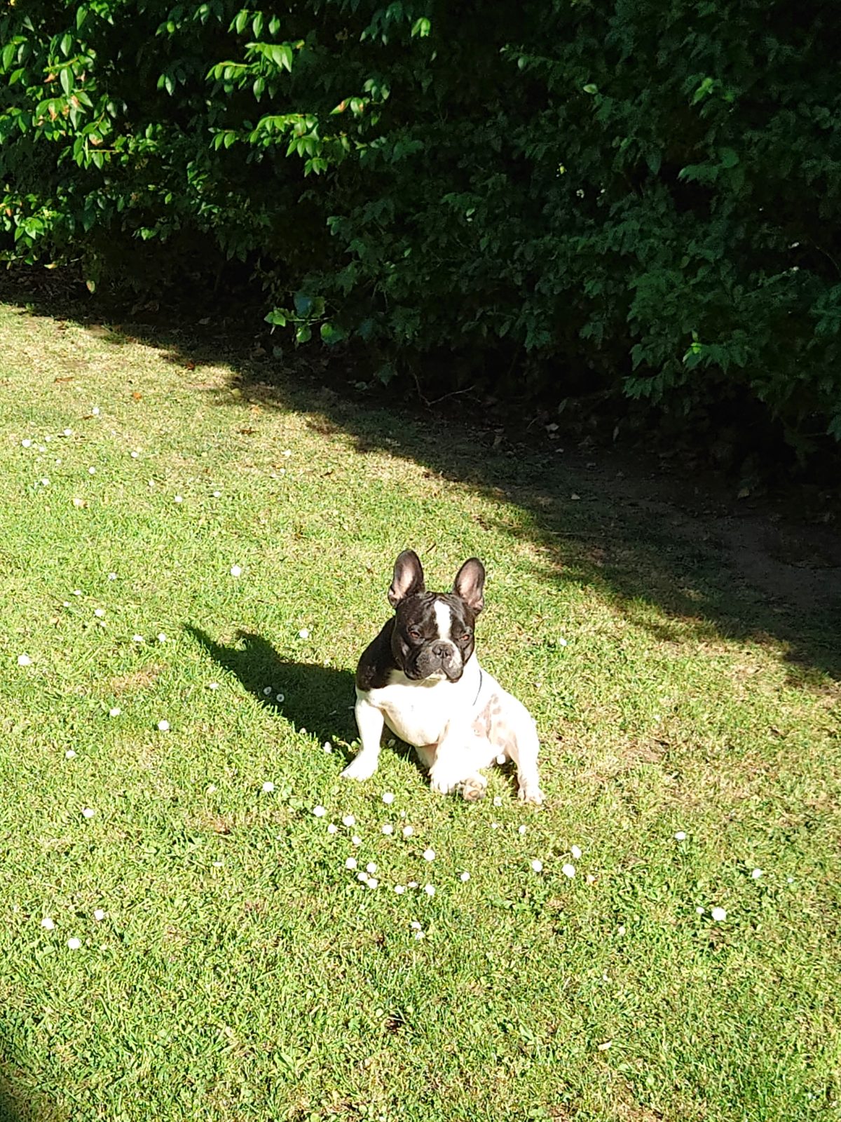 French Bulldog lying on cool tiles wearing a BullHug cooling vest