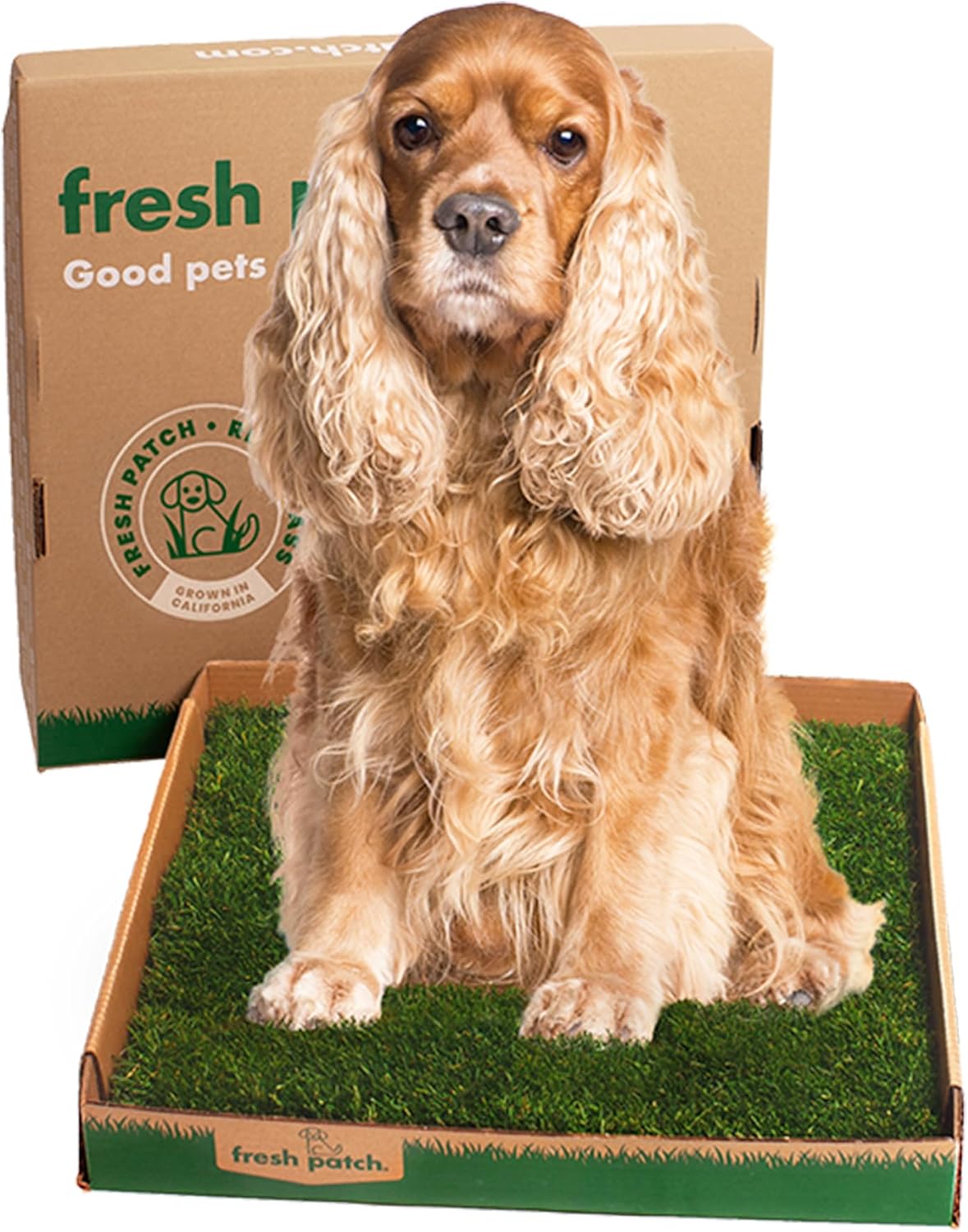 Piddle Patch Indoor Dog Toilet